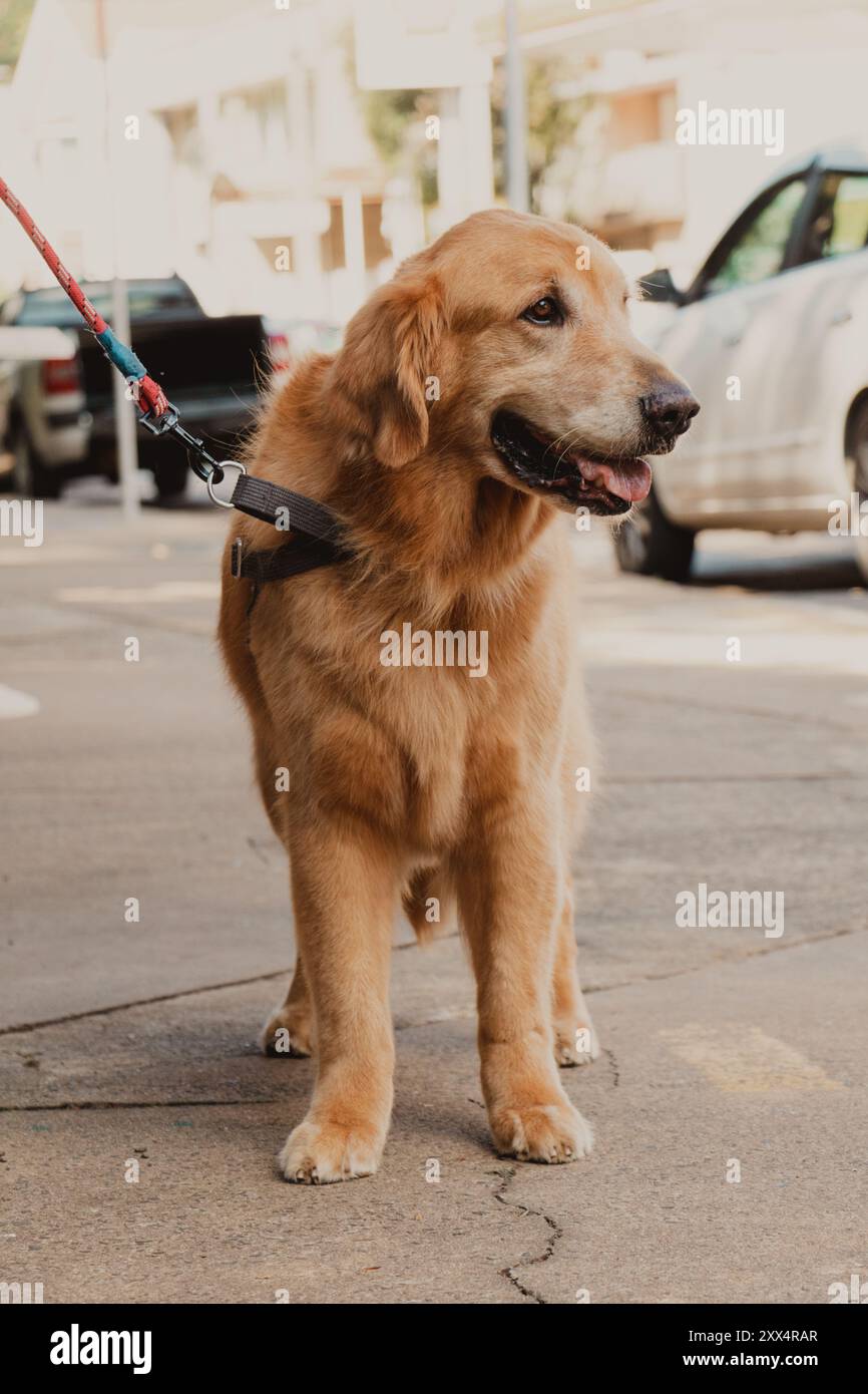 golden retriever full body portrait Stock Photo