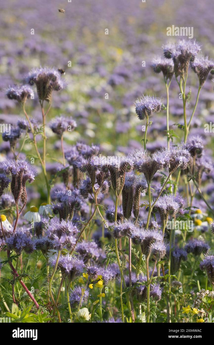 Green manure field phacelia in hi-res stock photography and images - Alamy