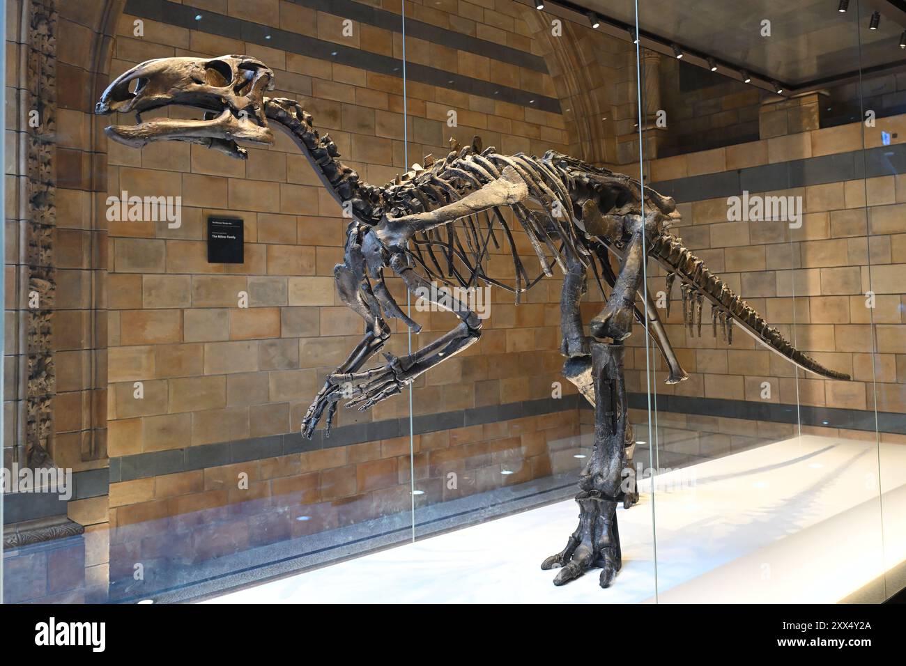 2024春の新作 Mantellisaurus atherfieldensis and photography stock hi-res 自然科学と技術