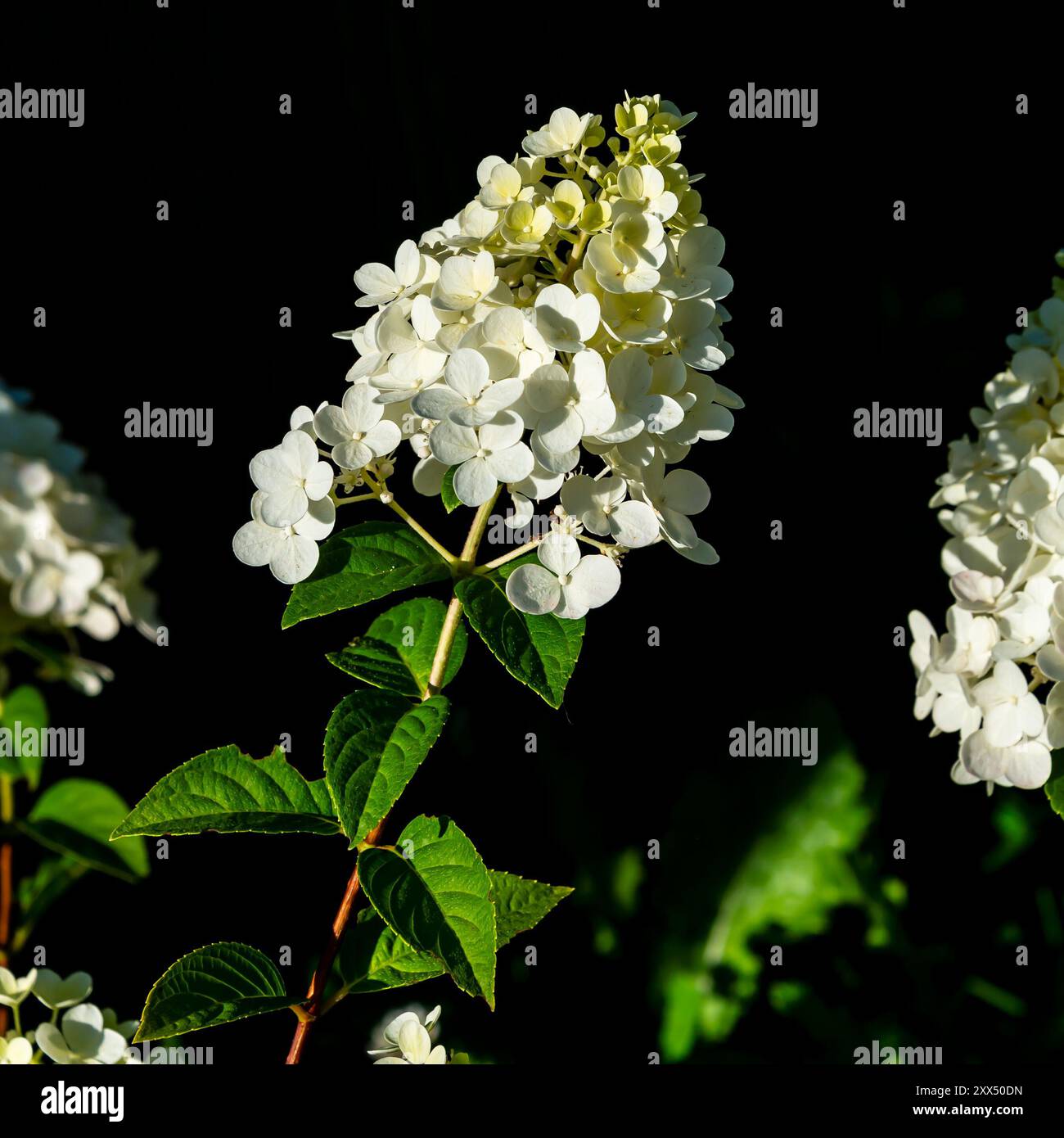 Blossom highlight hi-res stock photography and images - Alamy