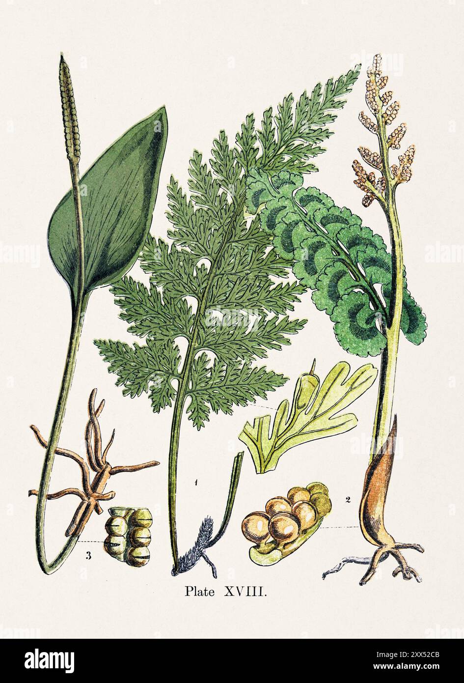 Vintage fern illustration: 1. Trichomanes radicans. - 2. Botrychium Lunaria. - 3. Ophioglossum vulgatum. Stock Photo