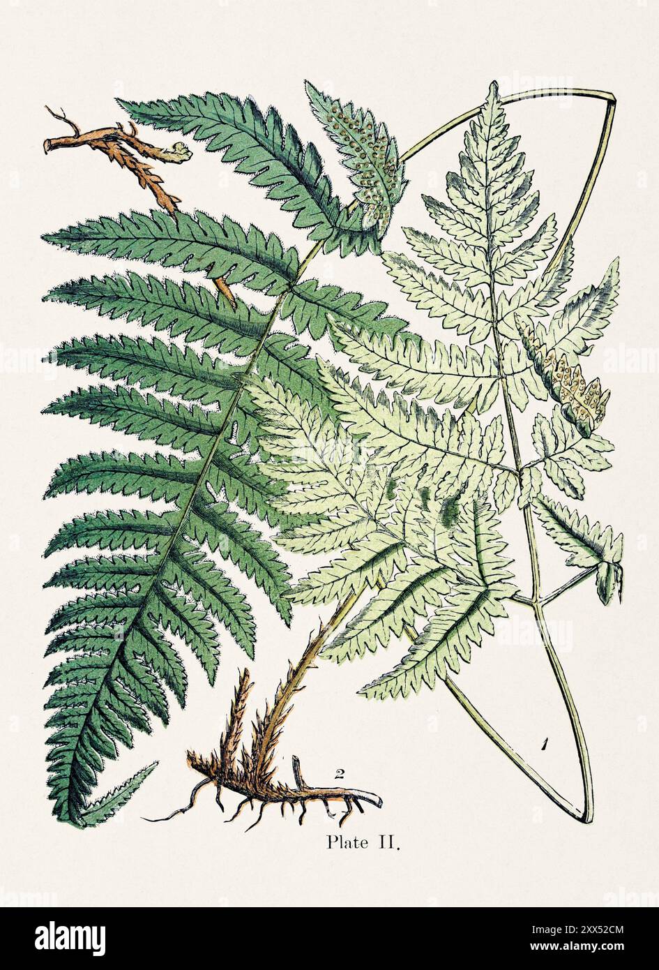 Vintage fern illustration: 1. Polypodium Dryopteris. - 2. Polypodium Phegopteris. Stock Photo