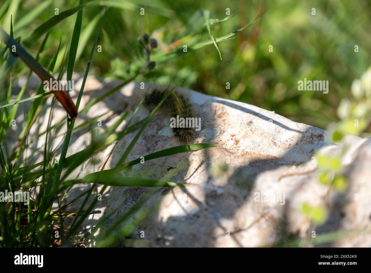 A caterpillar resting on a rock surrounded by grass, blending into its natural environment, showcasing the early stages of its life cycle Stock Photo