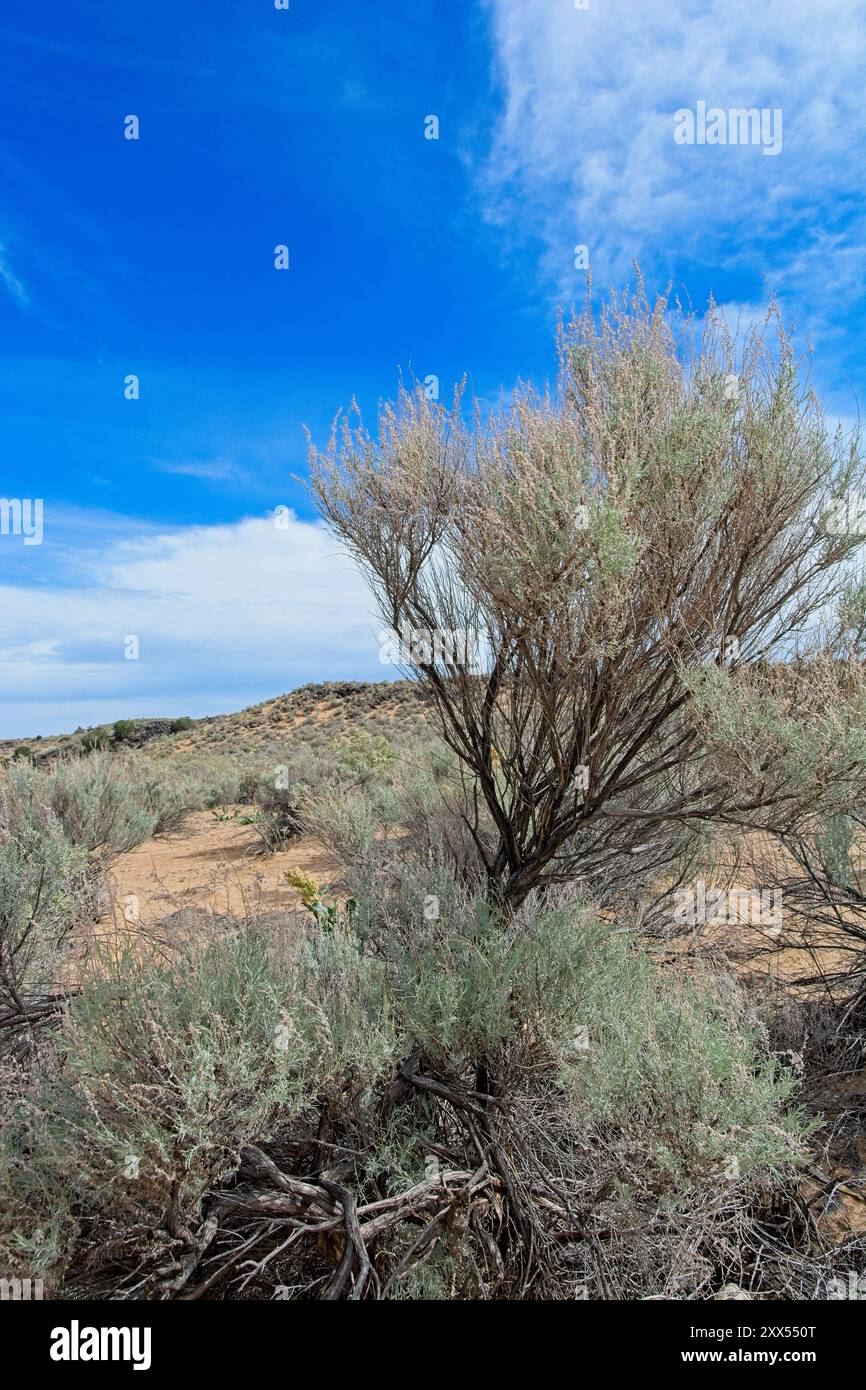 Sparse bush dot arid desert grassland under vibrant blue sky of Petroglyph National Monument outside Albuquerque New Mexico Stock Photo