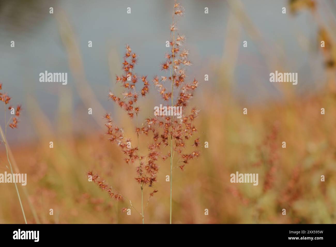 Delicate exploration hi-res stock photography and images - Alamy