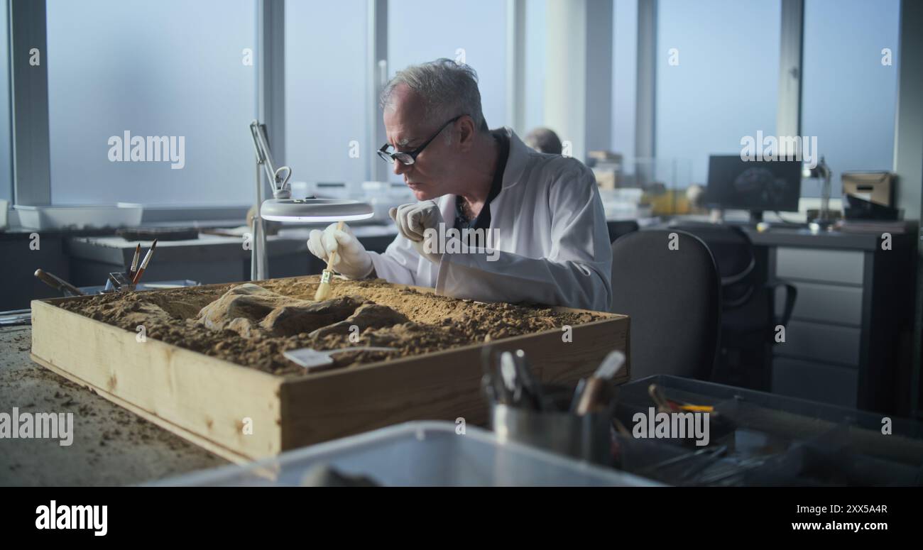 Archaeological Lab Senior archaeologist cleans prehistoric human hi-res stock photography ...