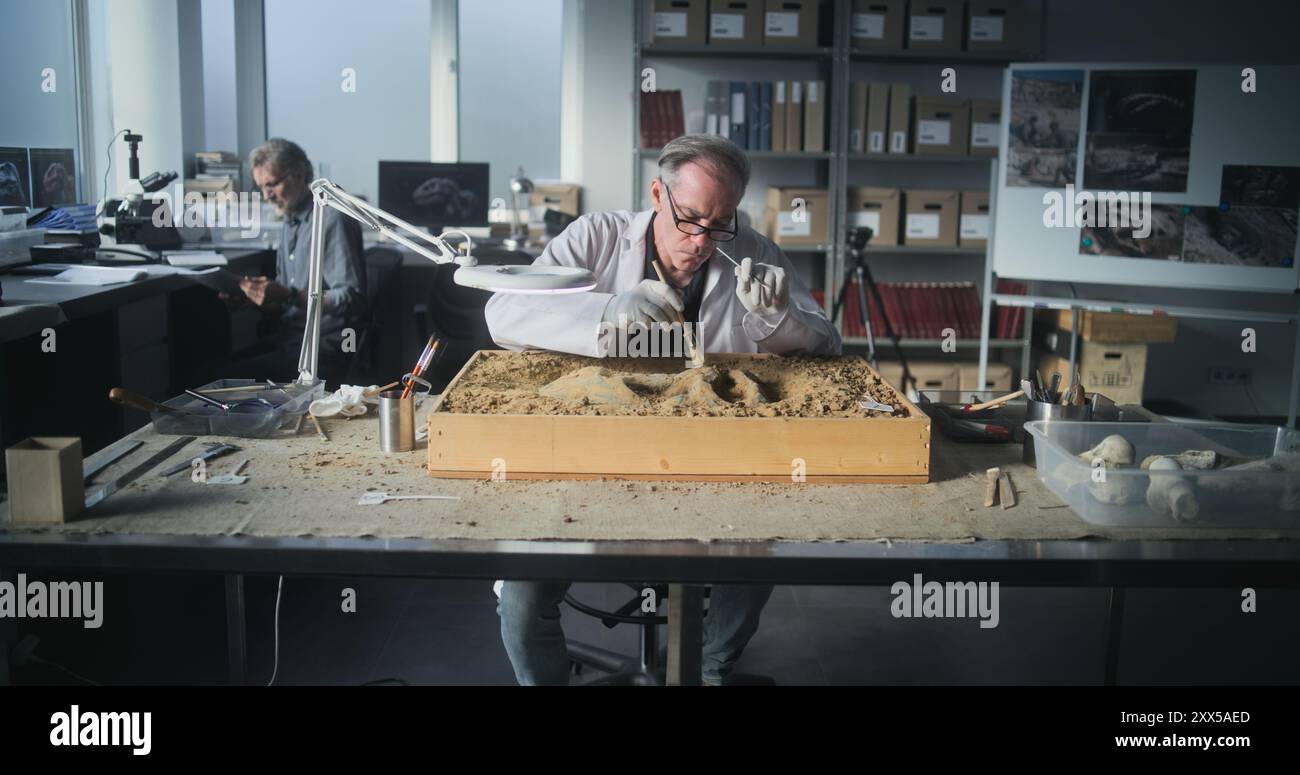 Archaeological Lab Senior archaeologist cleans prehistoric human hi-res stock photography ...