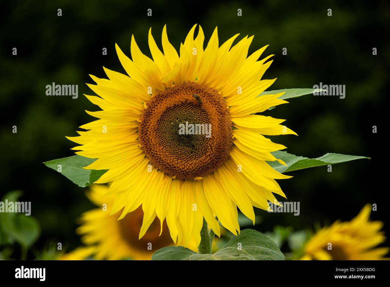 Turners Hill, August 21st 2024: The annual sunflower festival at Tulley's Farm Stock Photo