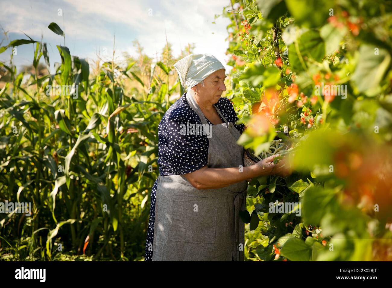 Senior farmer picking fresh pea pods outdoors Stock Photo