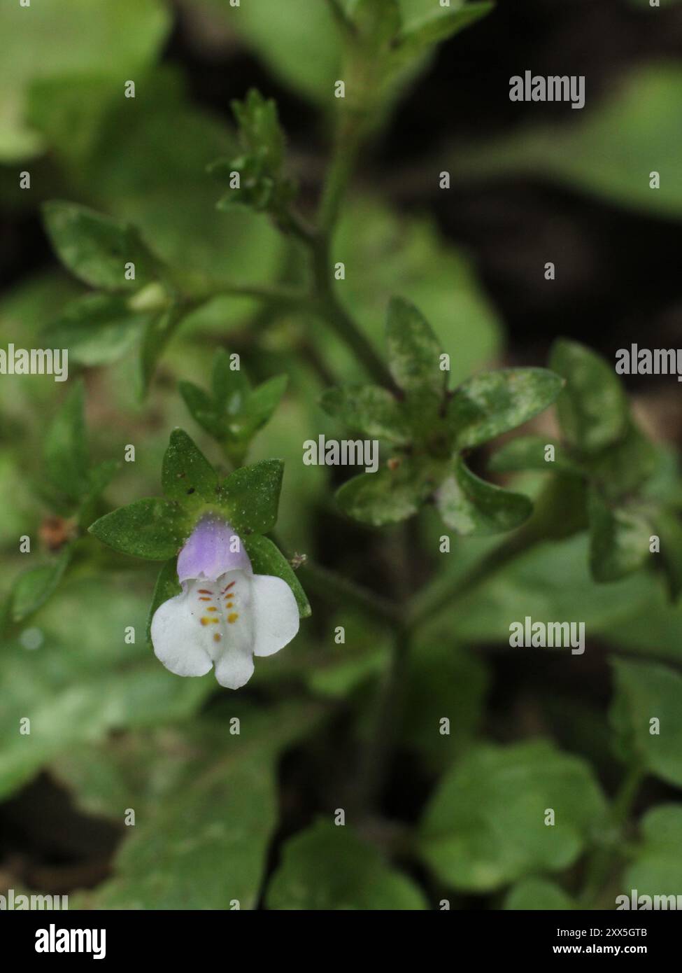 Japanese mazus (Mazus pumilus) in bloom Stock Photo