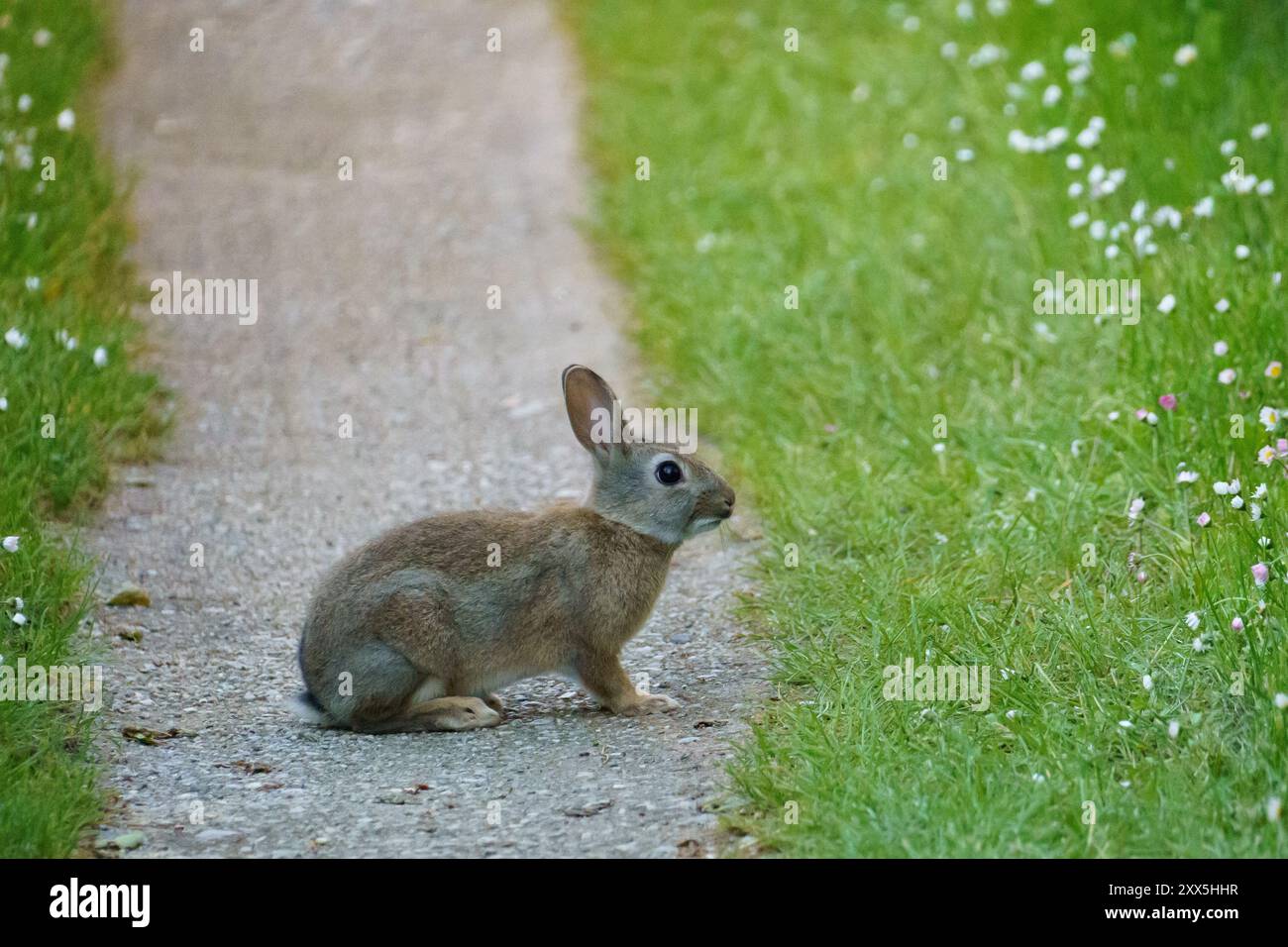 Rabbit habitat hi-res stock photography and images - Alamy