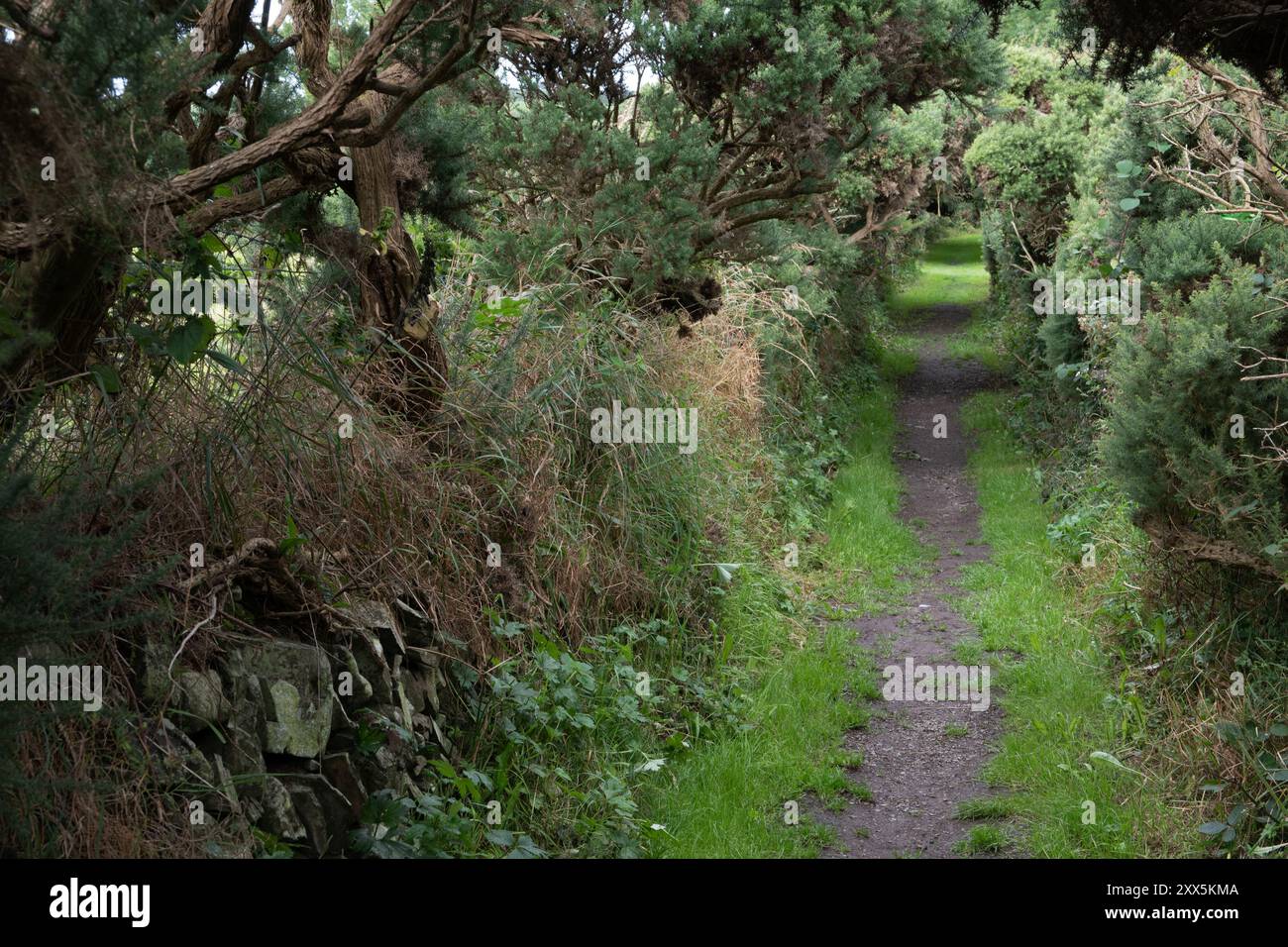 Bucolic landscape of ireland hi-res stock photography and images - Alamy