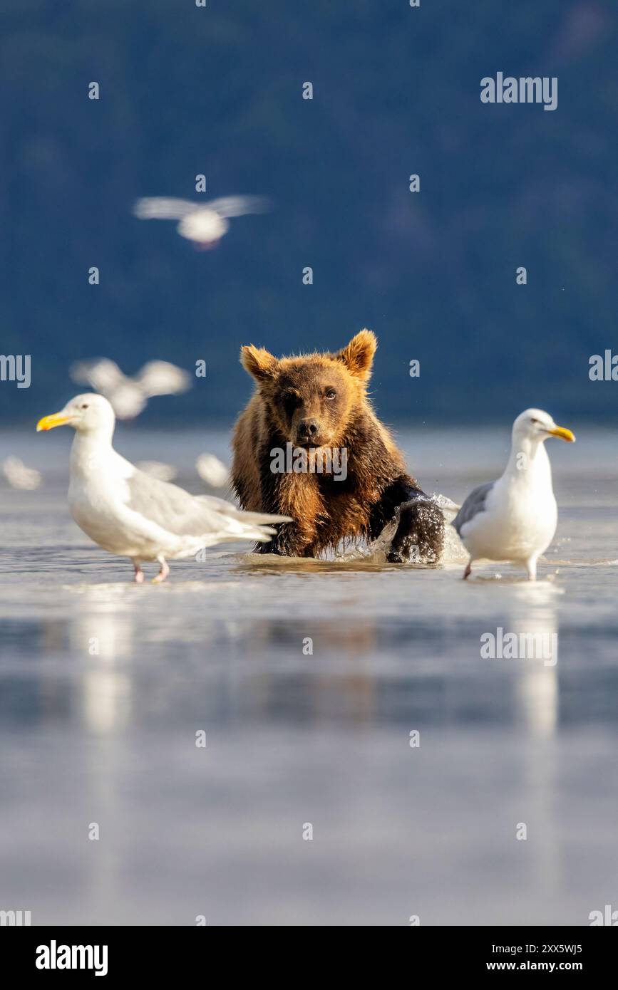 Coastal Brown Bear cub fishing for salmon - Brown Bear Bay, Chinitna ...
