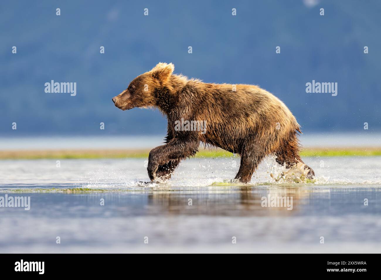 Coastal Brown Bear cub fishing for salmon - Brown Bear Bay, Chinitna ...