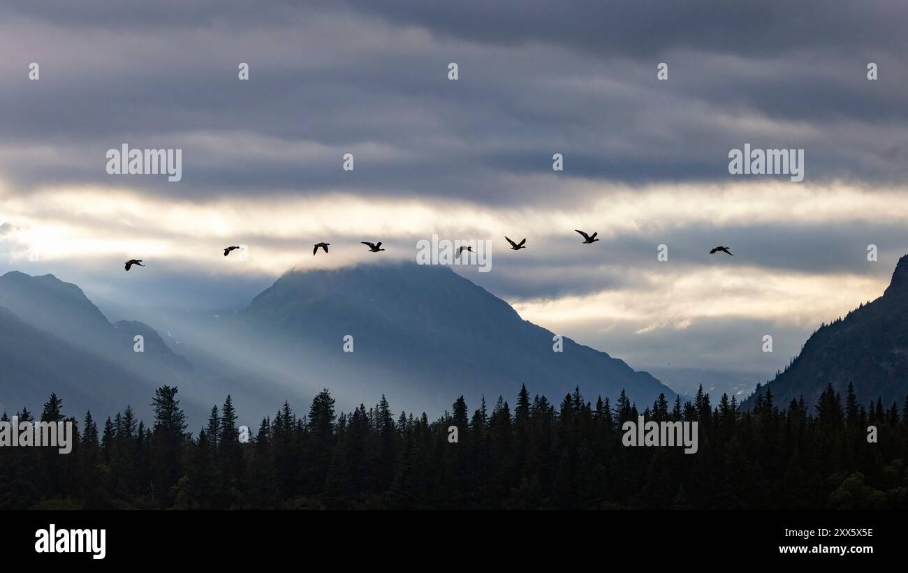 Flock of Greater White-fronted Geese (Anser albifrons) in the sunset at Brown Bear Bay - Chinitna Bay, near Lake Clark National Park and Preserve, Ala Stock Photo