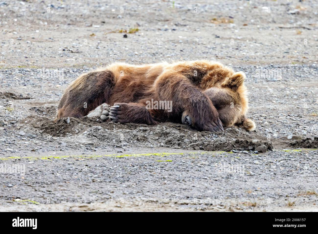 Sleeping Coastal Brown Bear Brown - Sleeping Coastal Brown Bear Brown Bear Bay Chinitna Bay Near Lake Clark National Park And Preserve Alaska 2XX6157 