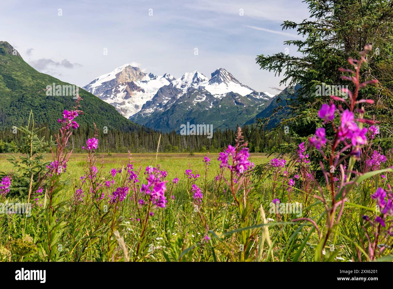 Fireweed (Chamerion angustifolium) with Mount Iliamna in the distance - Brown Bear Bay, Chinitna Bay, near Lake Clark National Park and Preserve, Alas Stock Photo