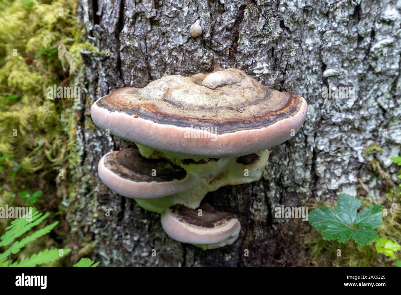 Fomitopsis ochracea or Ochre-banded Conk at Brown Bear Bay - Chinitna Bay, near Lake Clark National Park and Preserve, Alaska Stock Photo