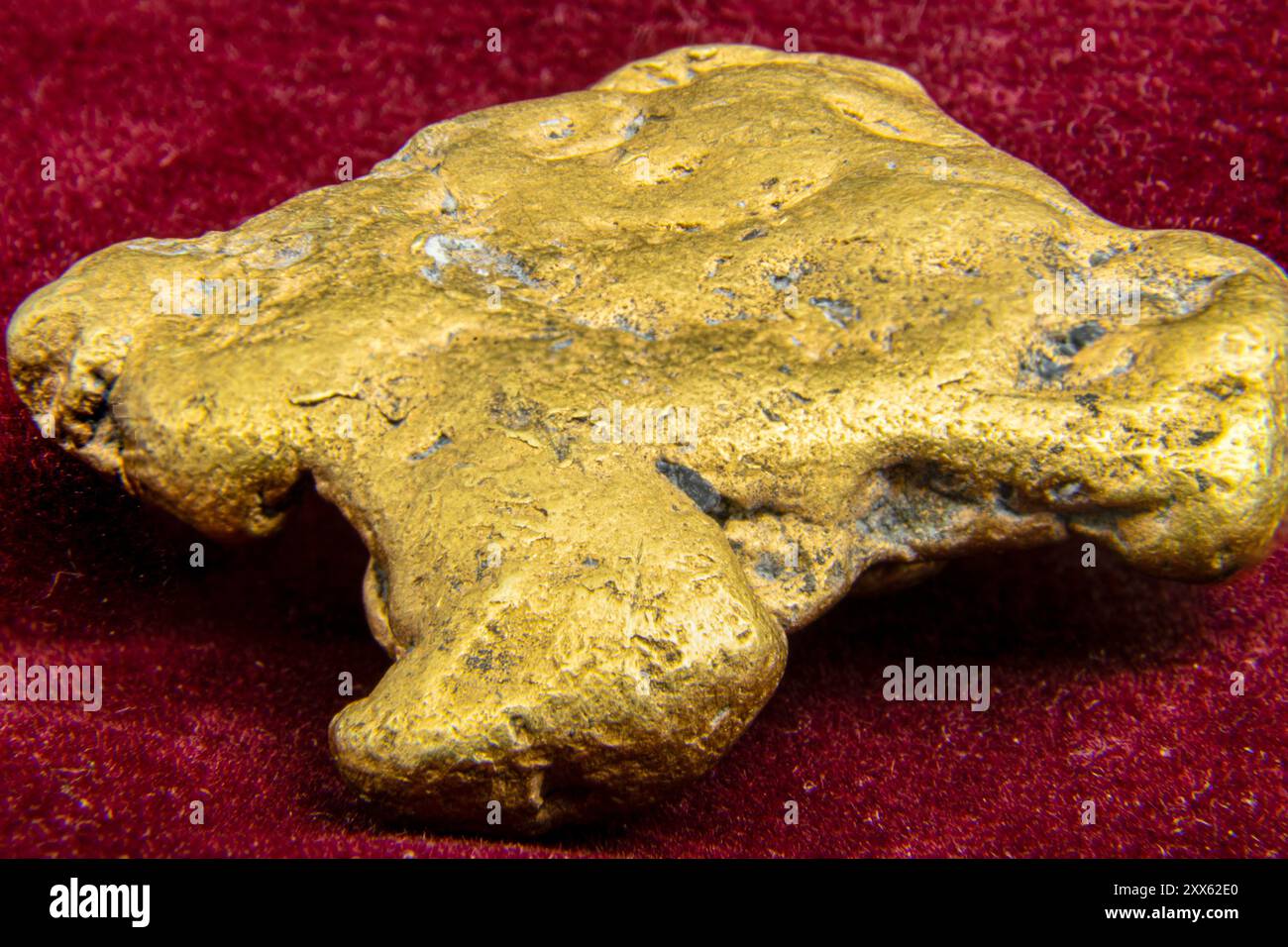 A natural, real, authentic gold nugget taken on red, burgundy background felt. Unique jewellery from nature. Stock Photo