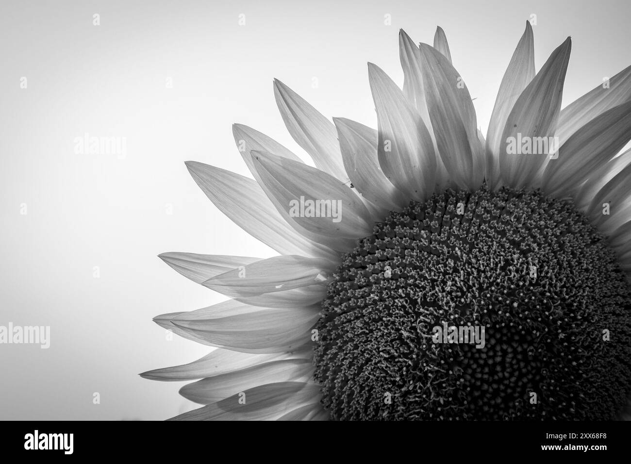 Black and White Sunflower Close Up Stock Photo - Alamy