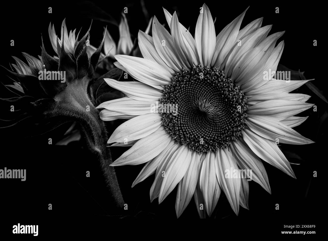 White sunflower hi-res stock photography and images - Alamy