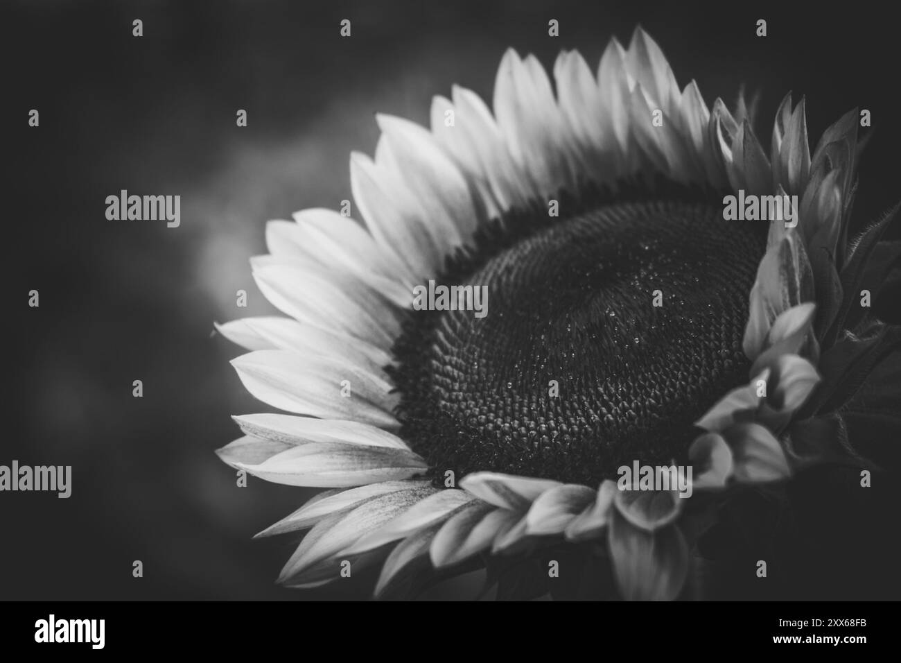 Black and White Sunflower Close Up Stock Photo - Alamy