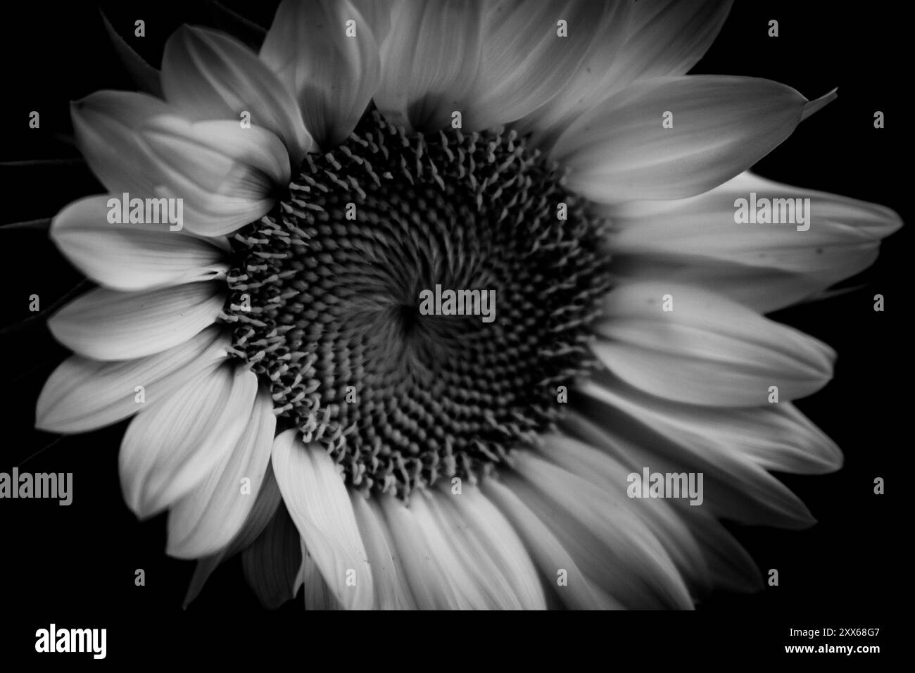 Black and White Sunflower Close Up Stock Photo - Alamy
