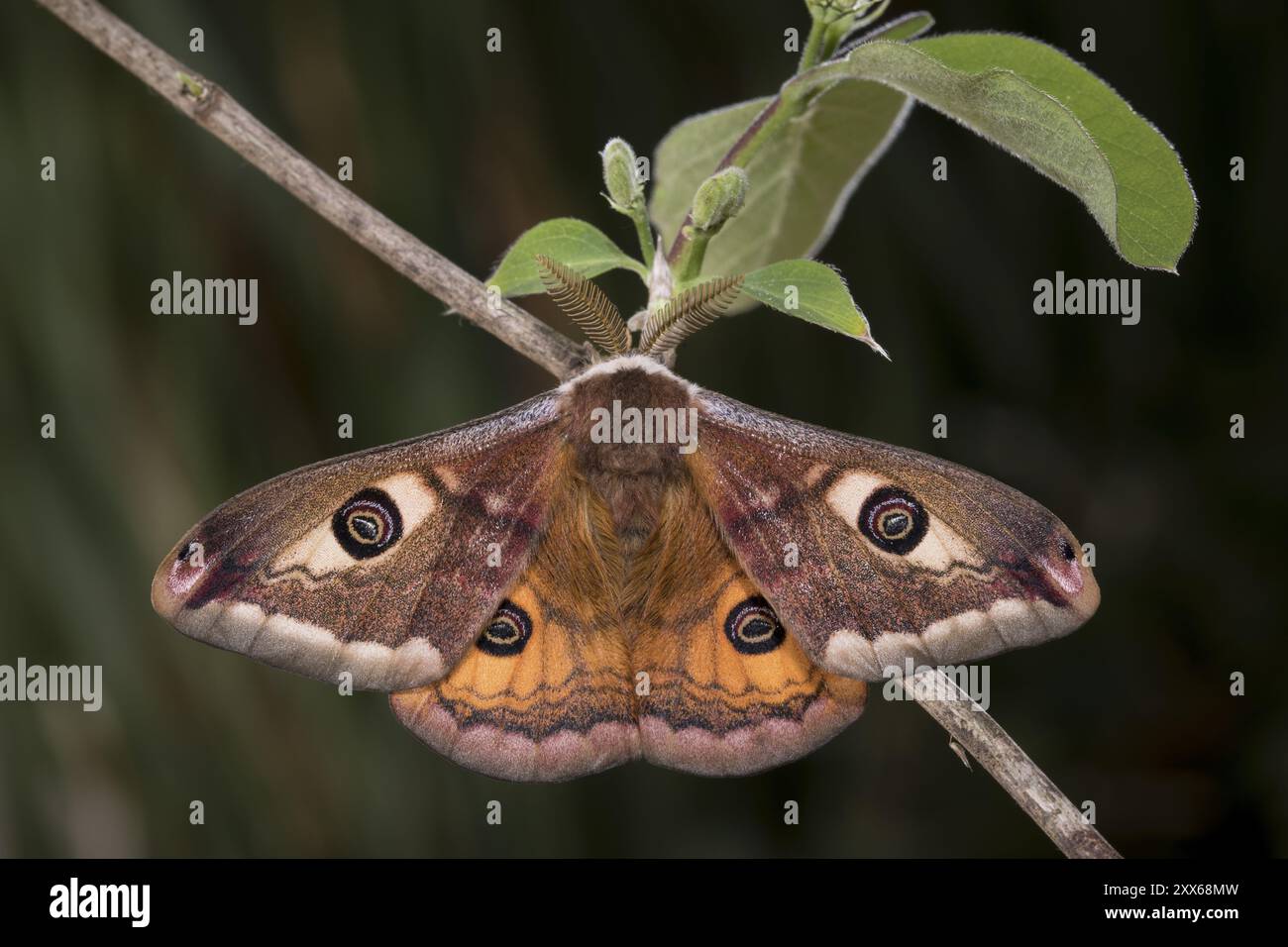 Small emperor moth saturnia pavonia male hi-res stock photography and ...
