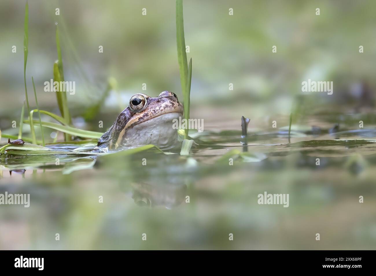 Common frog (Rana temporaria) in spawning waters, Austria, Upper Austria, Europe Stock Photo