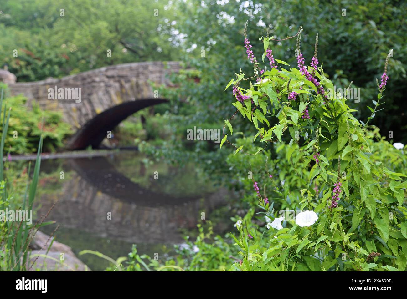 Flowers and the bridge - Gapstow Bridge, Central Park, New York City Stock Photo