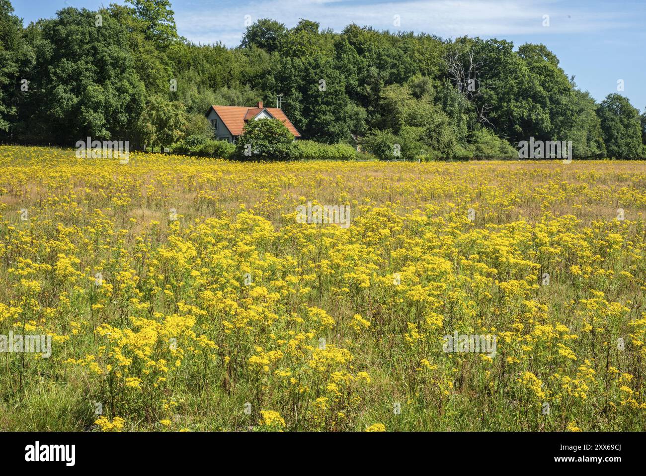 Common Ragwort (Jacobaea vulgaris), highly toxic plant in a meadow in ...