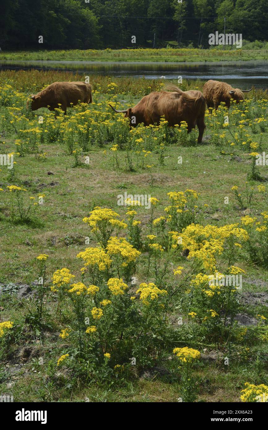 Cattle graze on field with common ragwort (Jacobaea vulgaris), highly ...