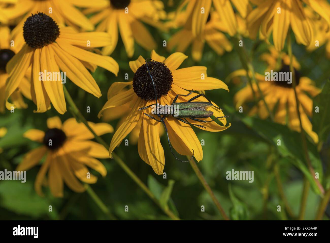 A greenish beetle sits on a yellow flower with a black-brown centre in the midst of vivid yellow flowers, musk beetle (Aromia moschata), Ilsede, Lower Stock Photo