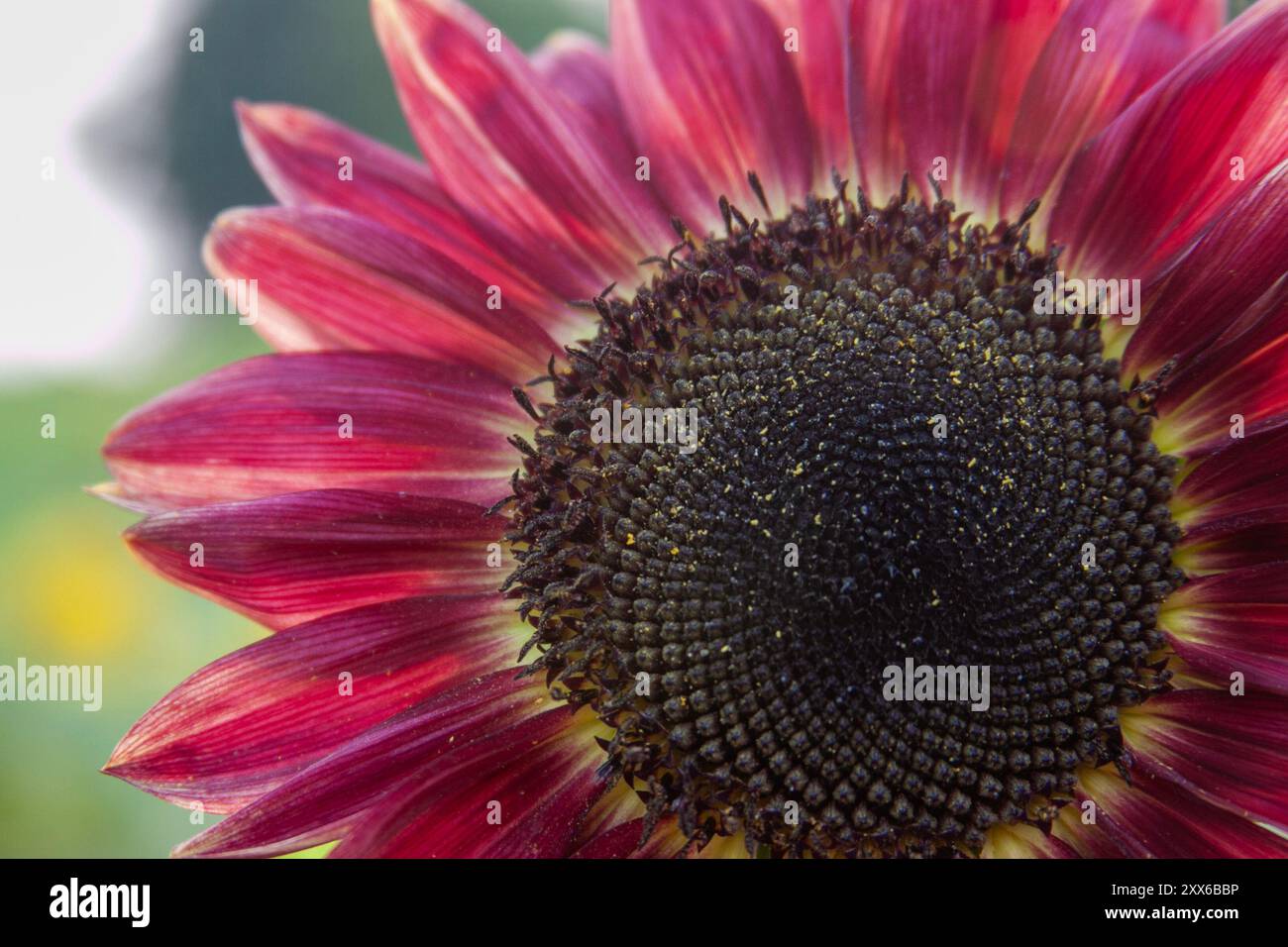 Close Up of a Unique Dark Red/Purple Sunflower (Helianthus Annuus) Stock Photo