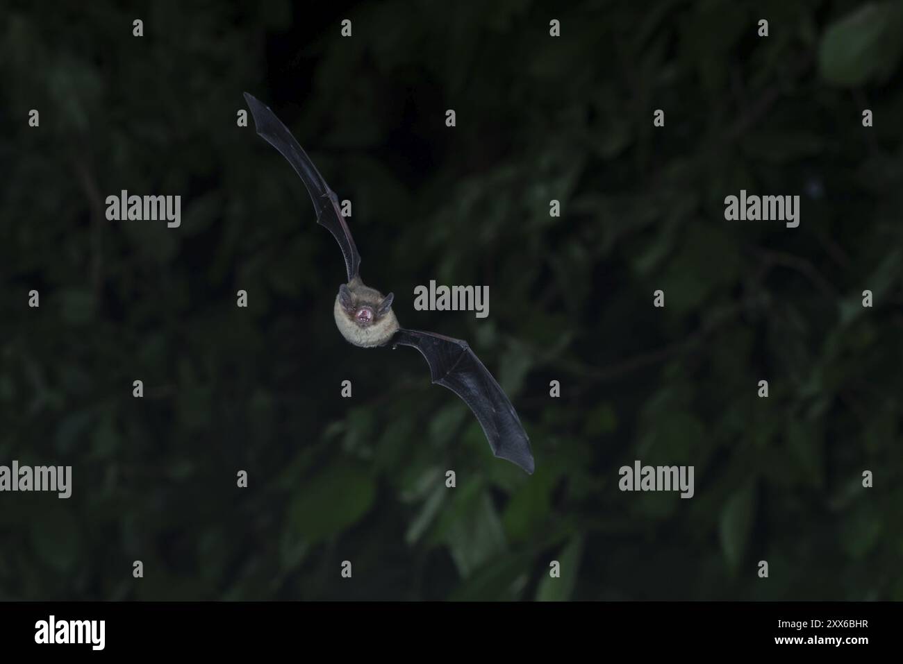 Brandt's bat (Myotis brandtii) hunting insects in front of deciduous forest, Brandenburg, Germany, Europe Stock Photo