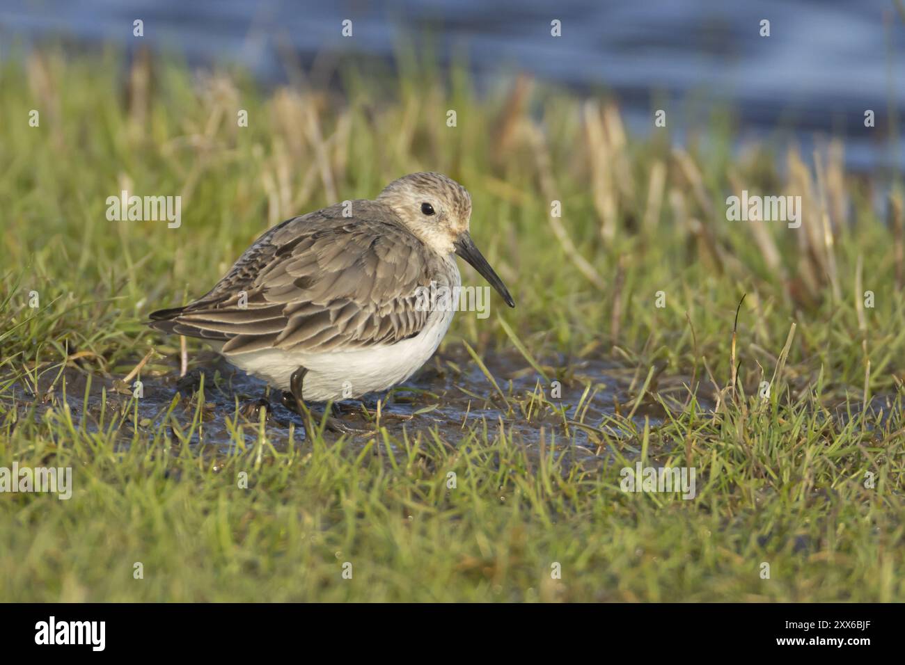 Dunlin kent hi-res stock photography and images - Alamy