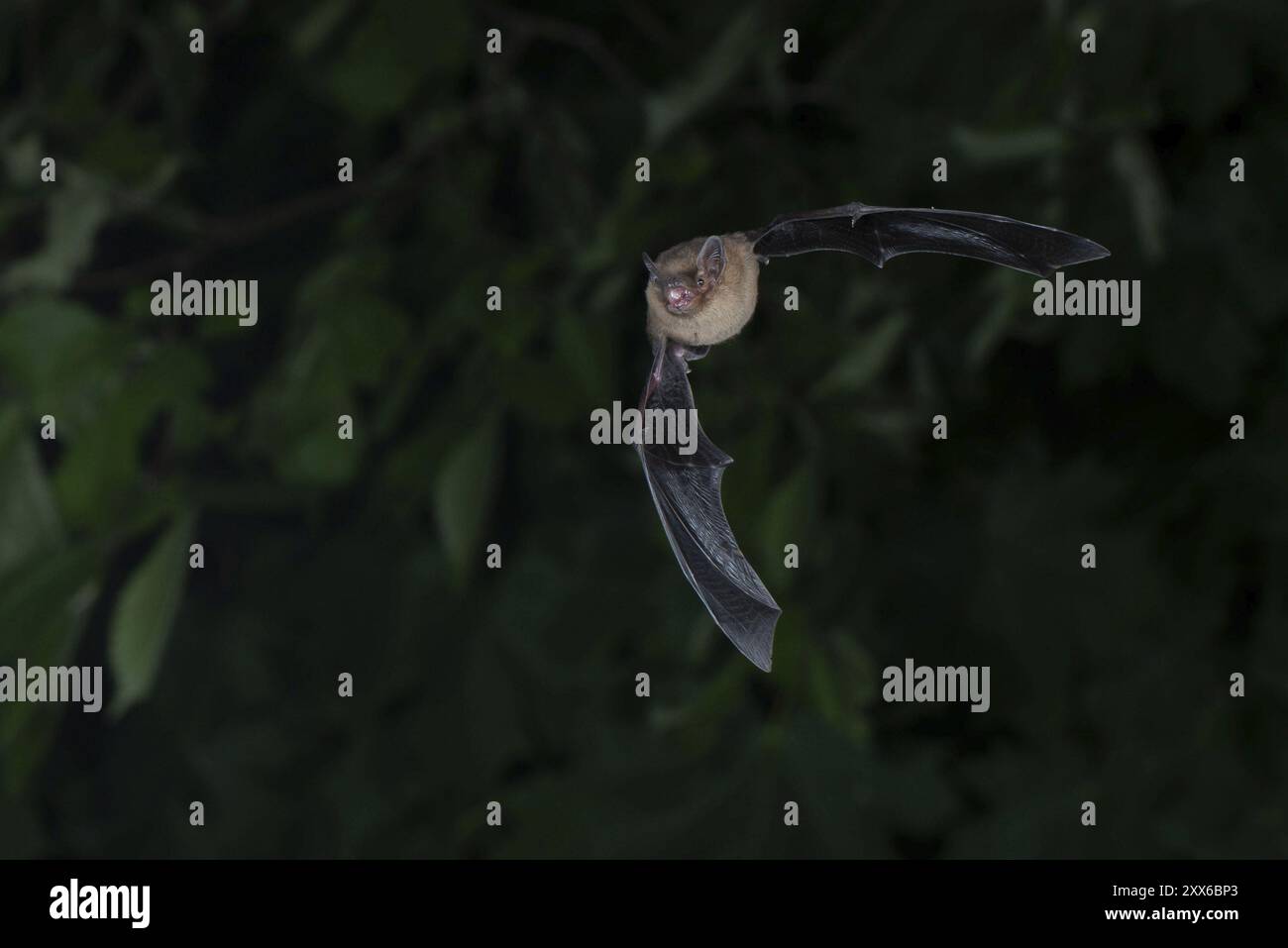 Common pipistrelle (Pipistrellus pipistrellus) hunting insects in front ...