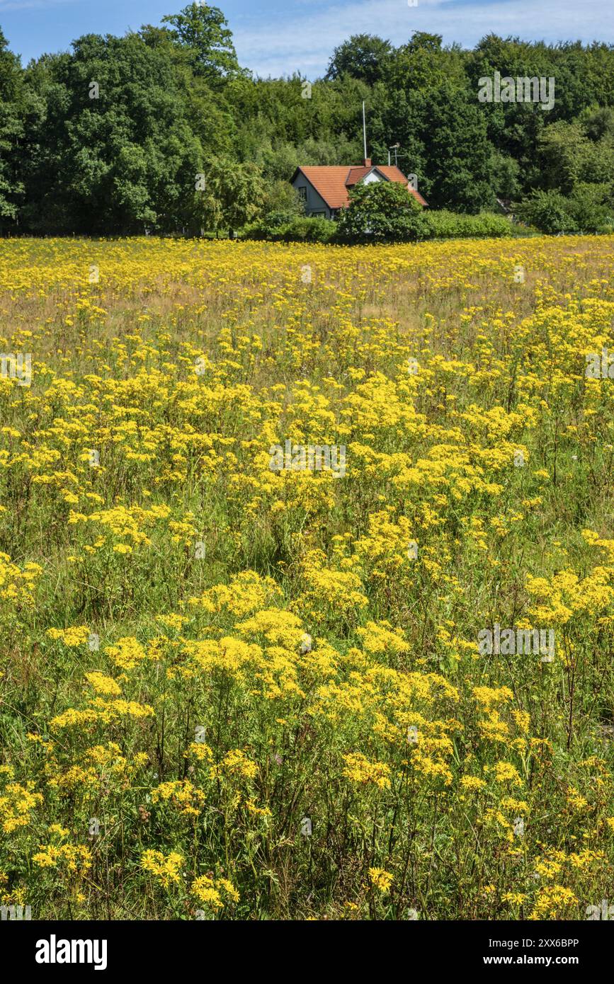Common Ragwort (Jacobaea vulgaris), highly toxic plant in a meadow in ...