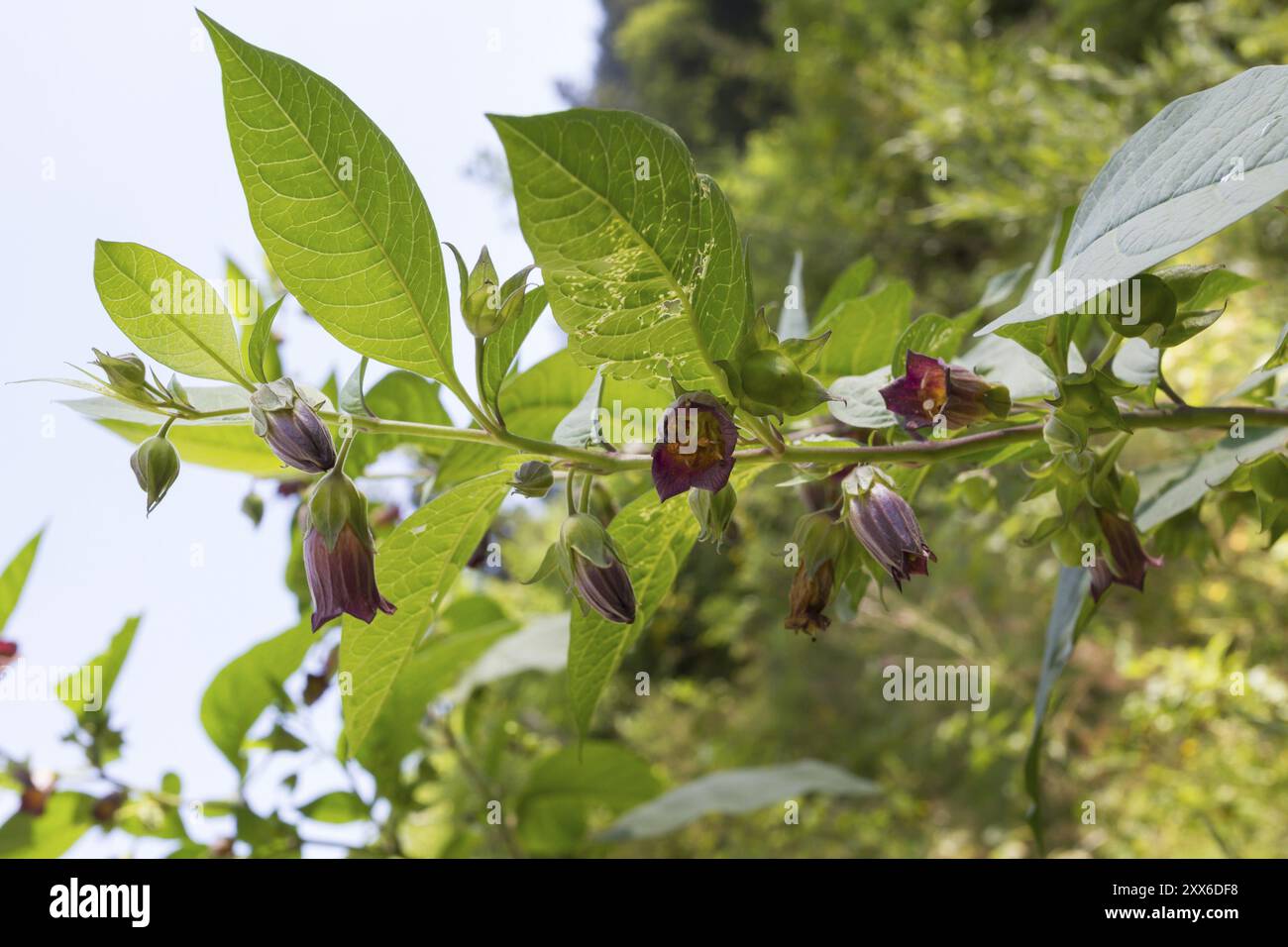 Black belladonna, Atropa belladonna, Black belladonna Stock Photo Alamy