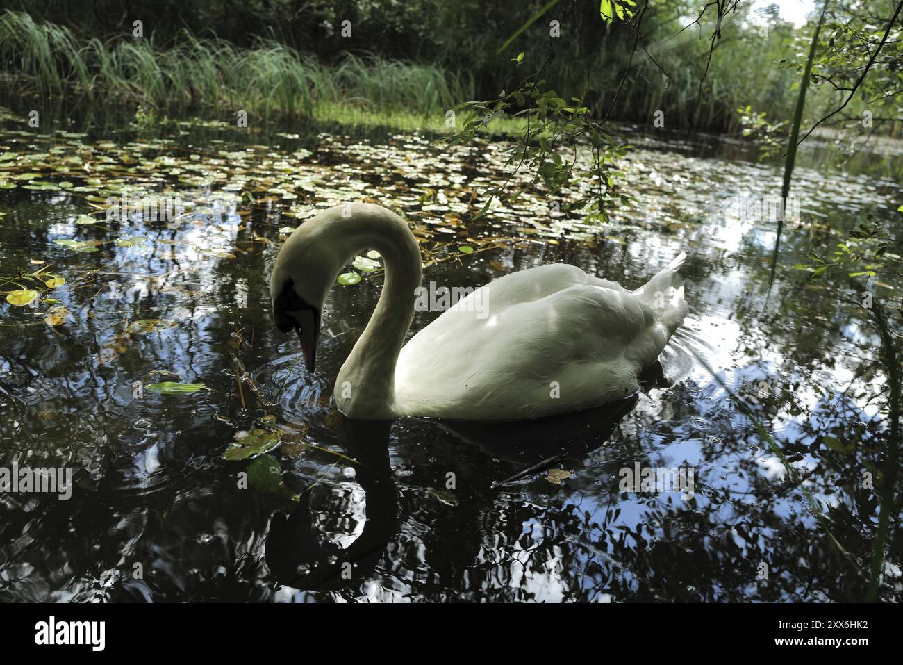 Path weaves hi-res stock photography and images - Alamy