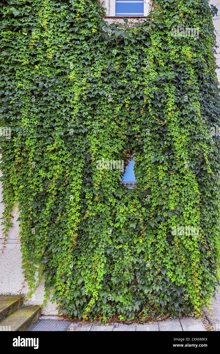 Facade with overgrown window and common Parthenocissus inserta, also ...