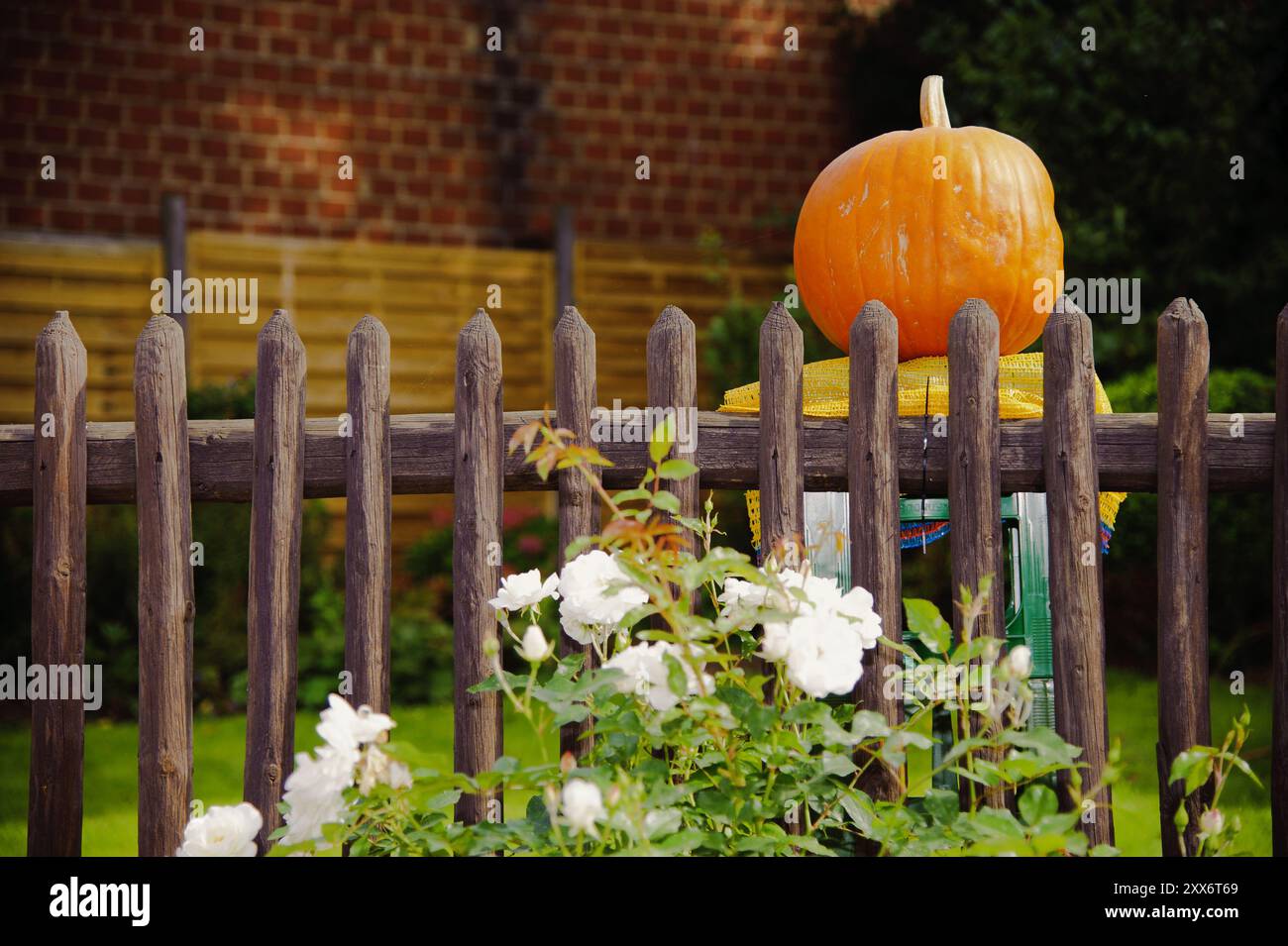 Ripe pumpkin behind a garden fence Stock Photo - Alamy