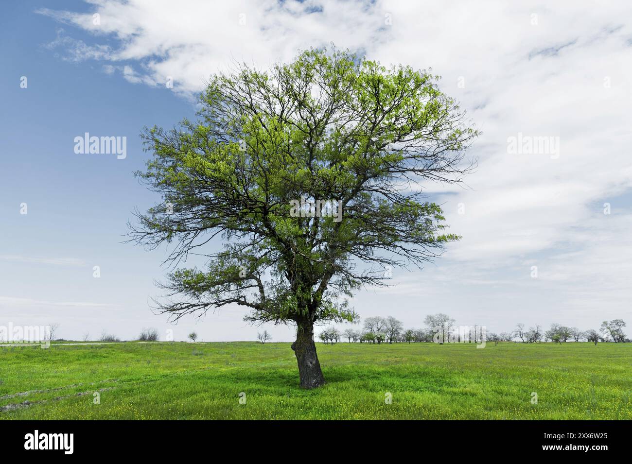 Spring landscape lonely green oak tree on a green field of lush grass ...