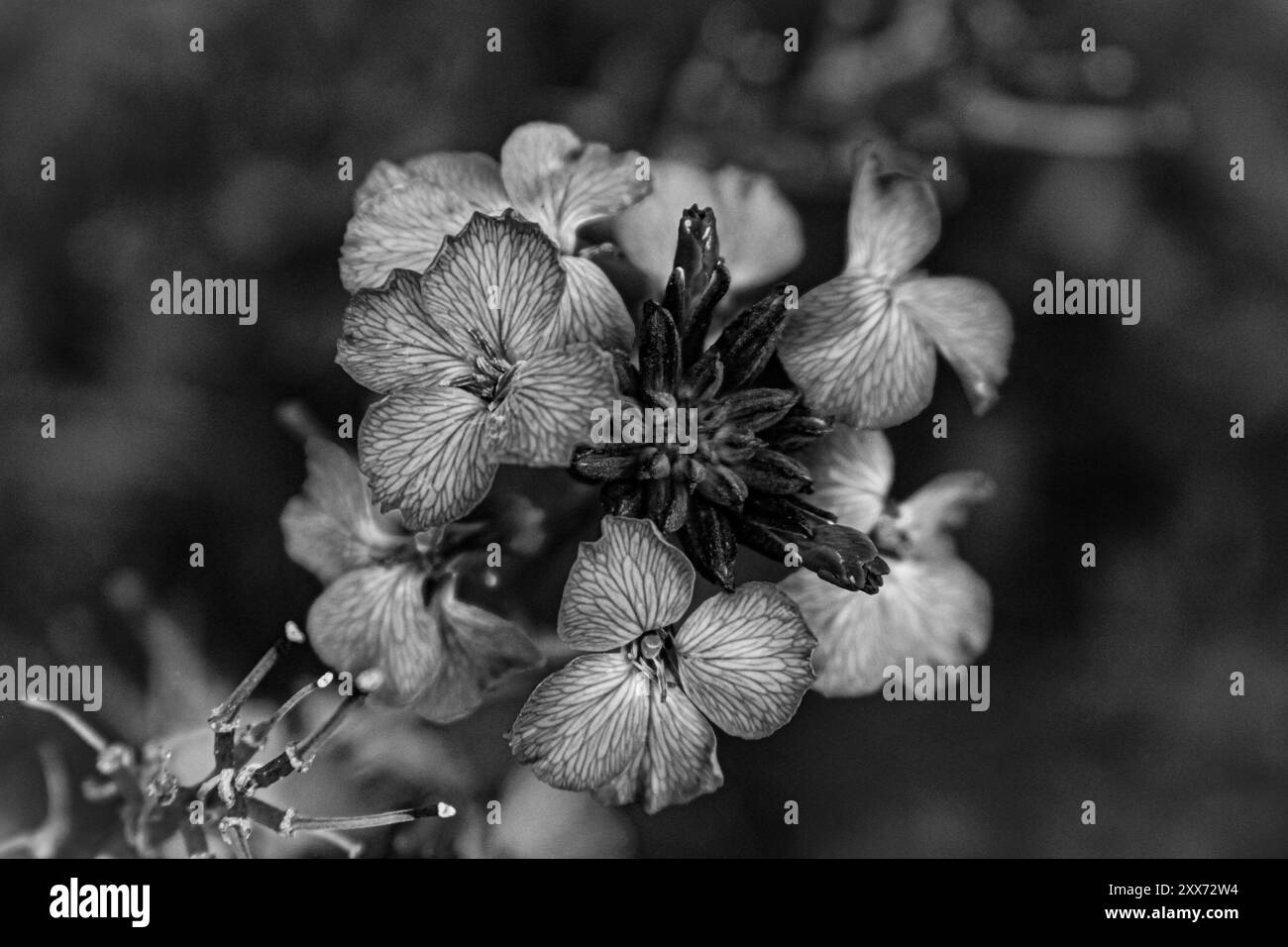 Detailed white flower Black and White Stock Photos & Images - Alamy