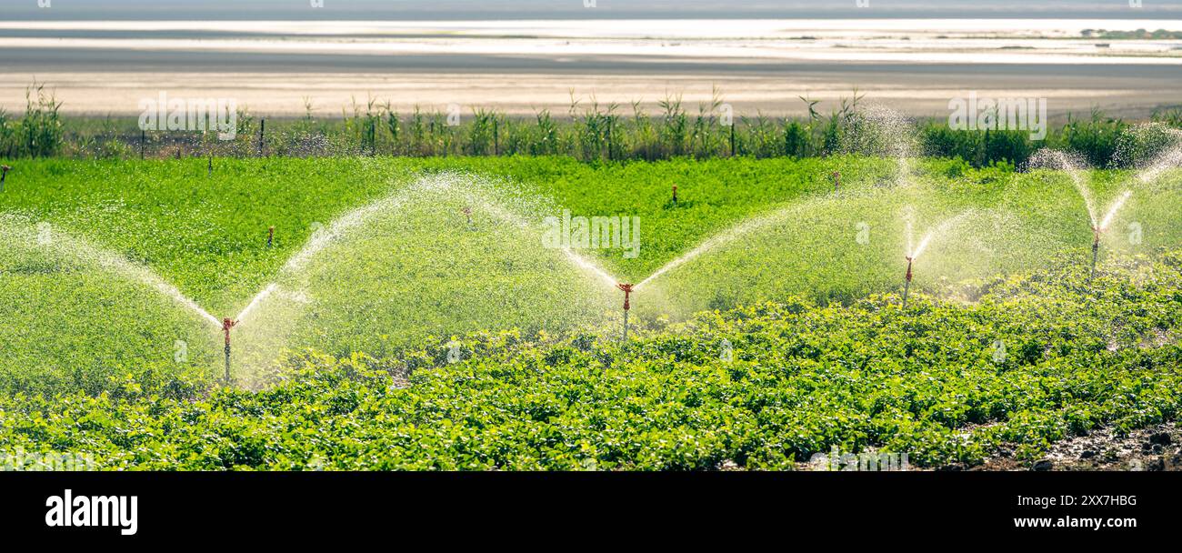 Automatic Sprinkler irrigation system watering in the vegetable farm. Selective focus and motion blur Stock Photo