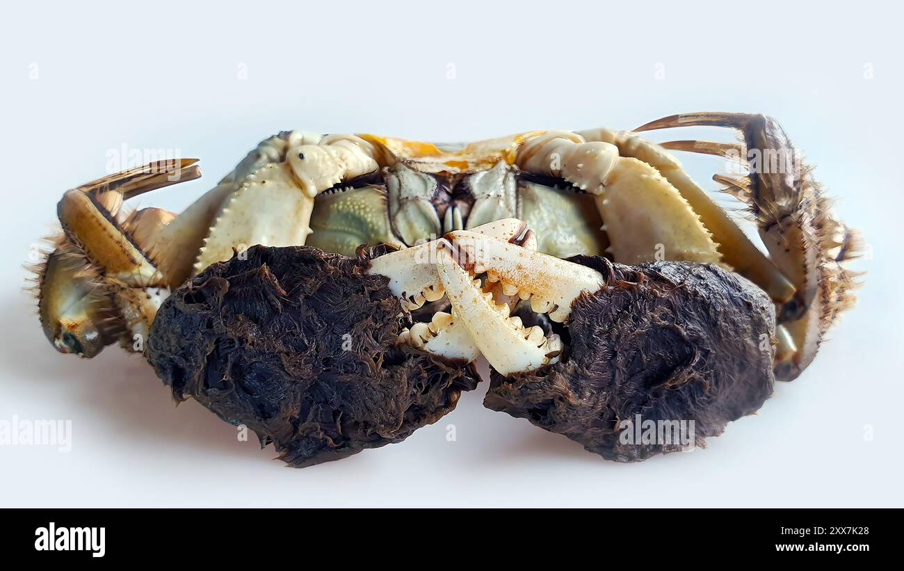 Chinese Shanghai mitten crab or Hairy Crab or Horsehair Crab, uncooked chilled fridge, Freshwater, Autumn delicacy seasonal seafood, Isolated close up Stock Photo