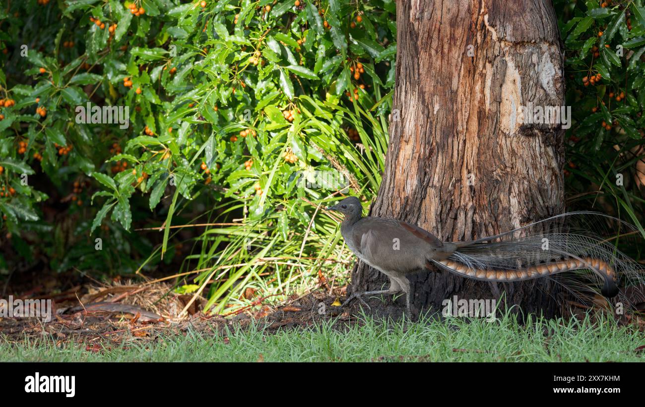 Single adult male Superb lyrebird strides through his patrol area along the edge of his sub-tropical, scrubland territory in his territorial display. Stock Photo