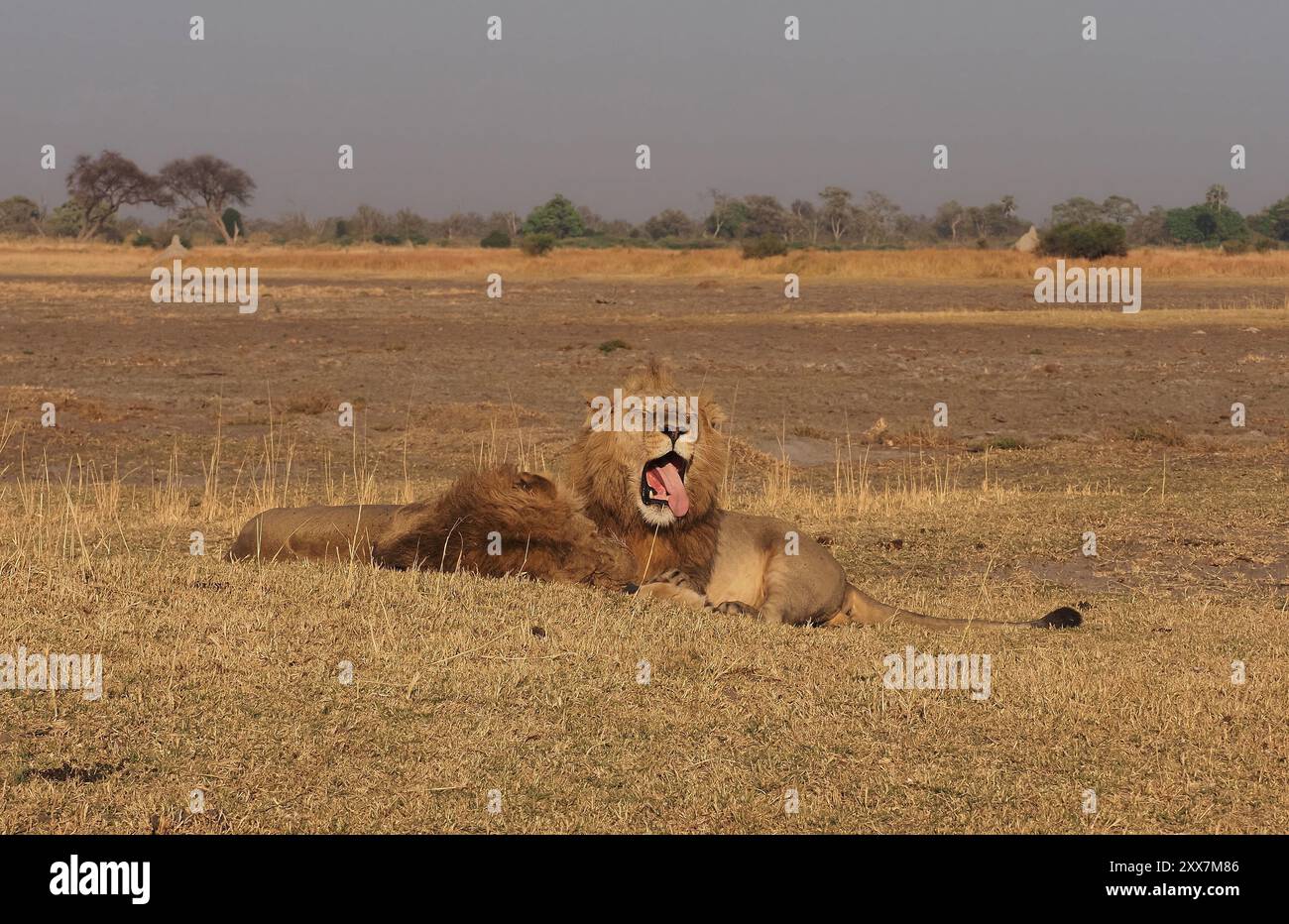 This large pride of lions had 6-7 males leading it ! It would be some battle for them to lose supremacy. Stock Photo