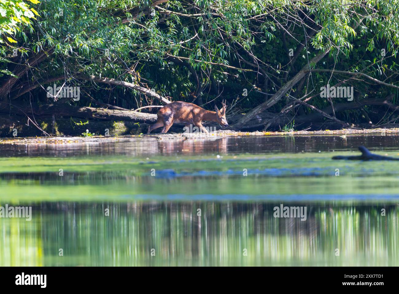 Roe Deer feeding beside the River Wear, County Durham, England Stock ...