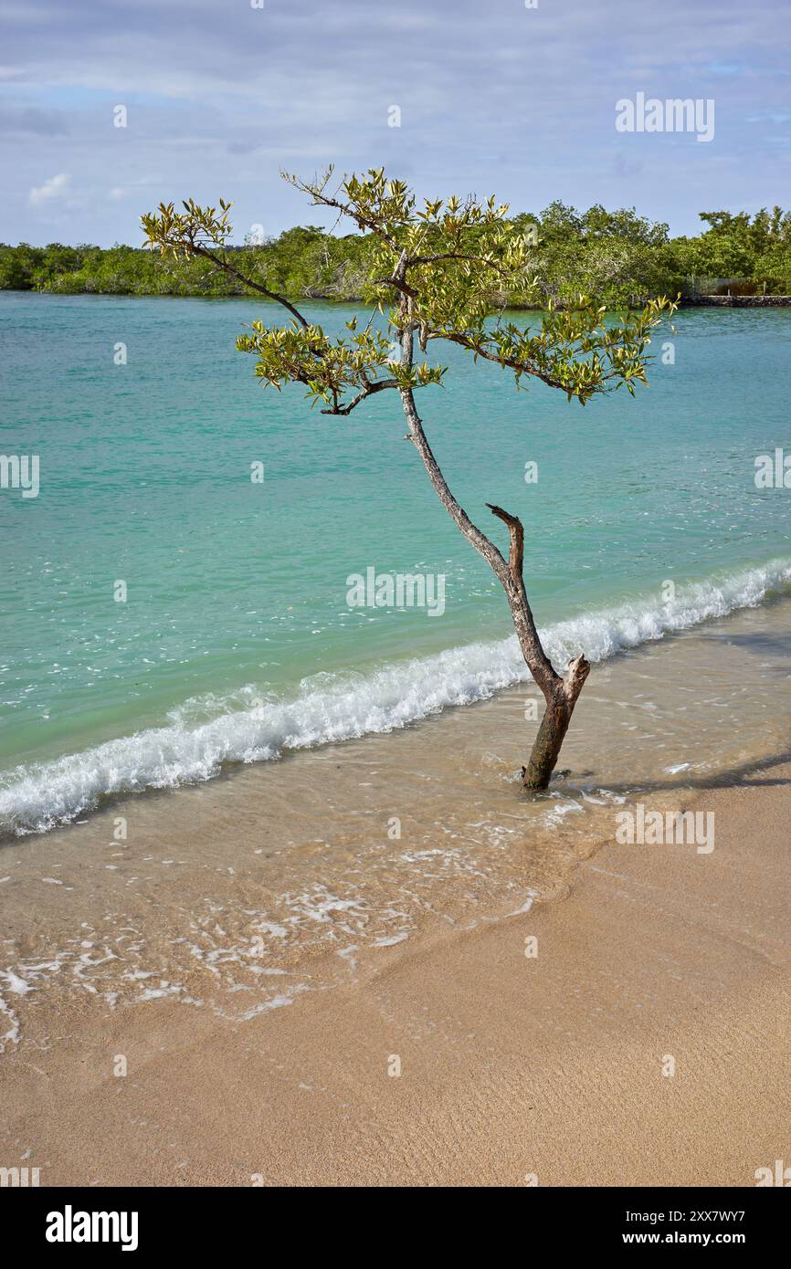 Los galápagos ecuador hi-res stock photography and images - Alamy